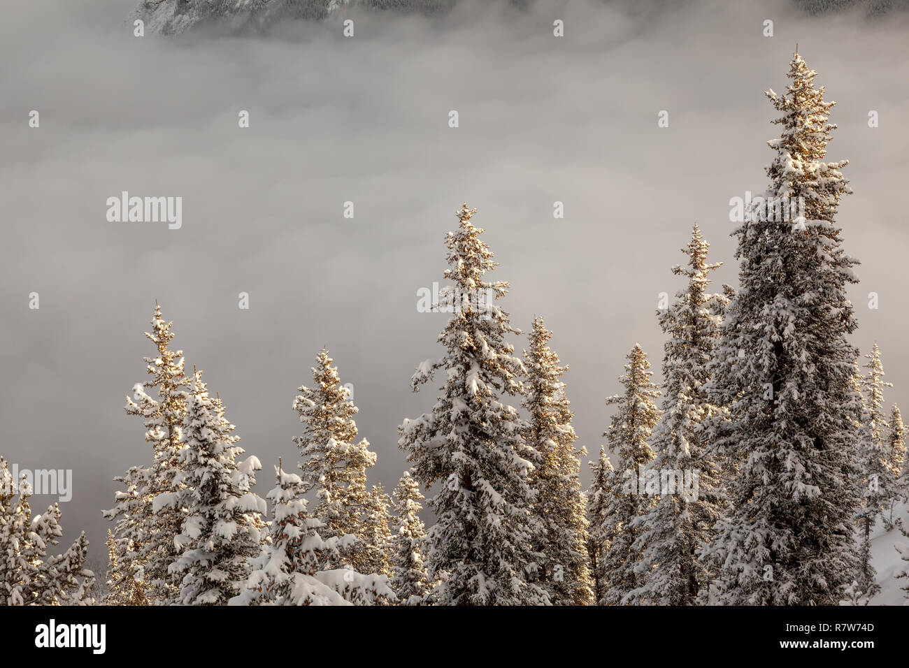 Verschneite Tannen im Winter bedeckt im Banff National Park in Alberta Stockfoto