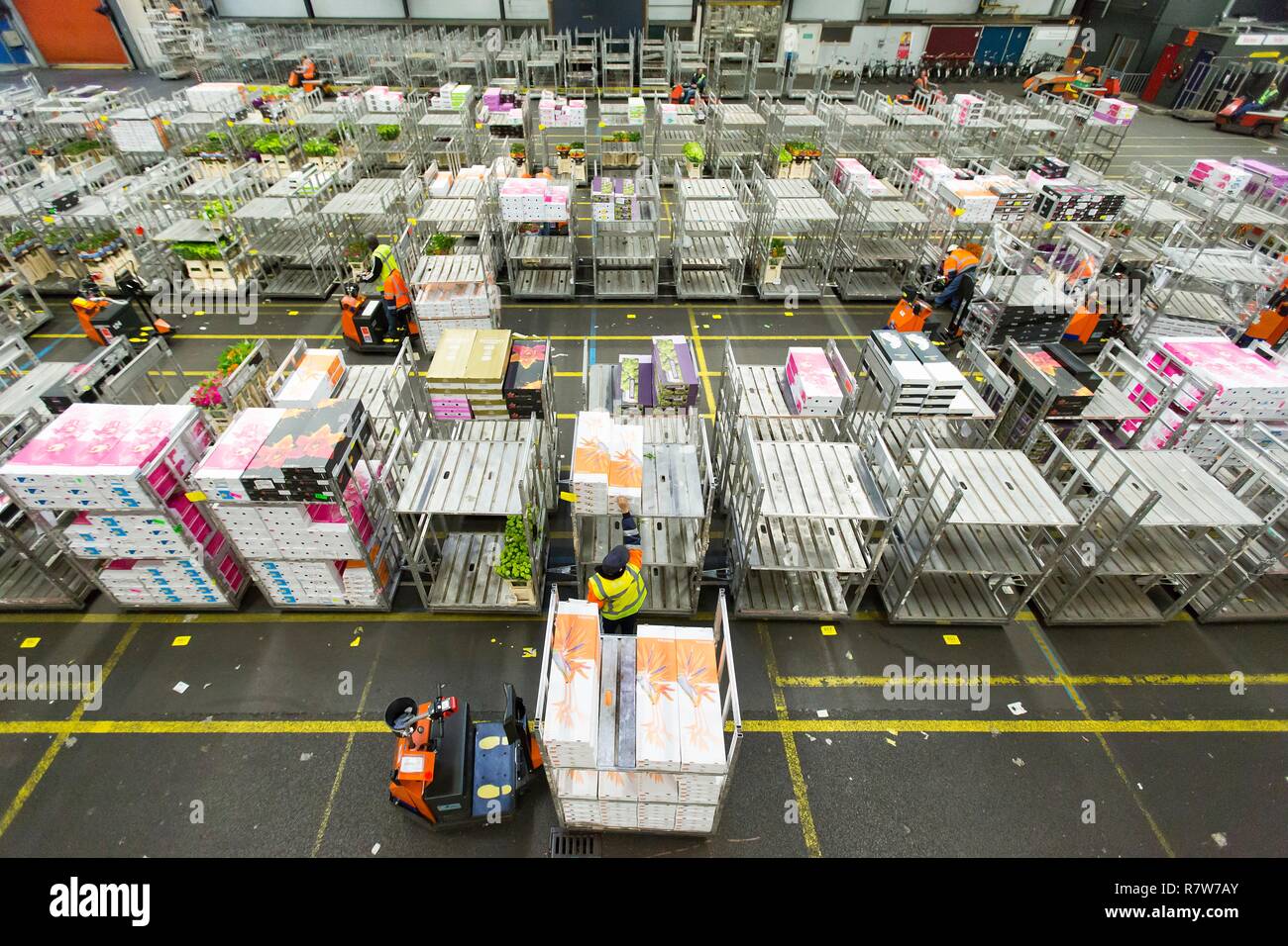 Niederlande, Nord Holland Provinz, Aalsmeer, die Blume Börse, der größten  Großhandel Blumenmarkt der Welt (bloemenveiling Stockfotografie - Alamy