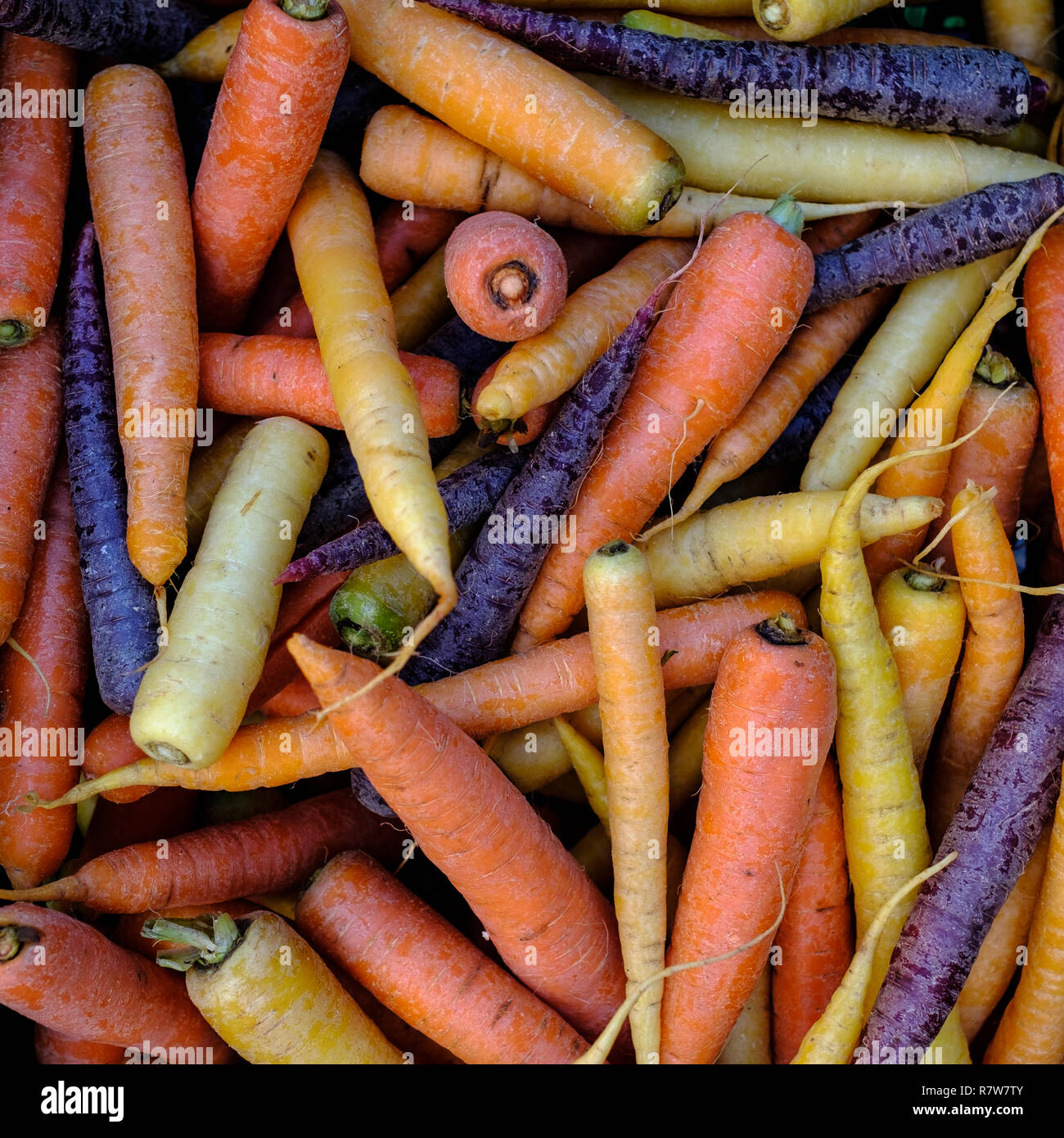 Orange, Gelb und Lila Möhren. Ökologische Lebensmittel. Bio Gemüse. Natürliche Lebensmittel. Natürliche Gemüse. Stockfoto