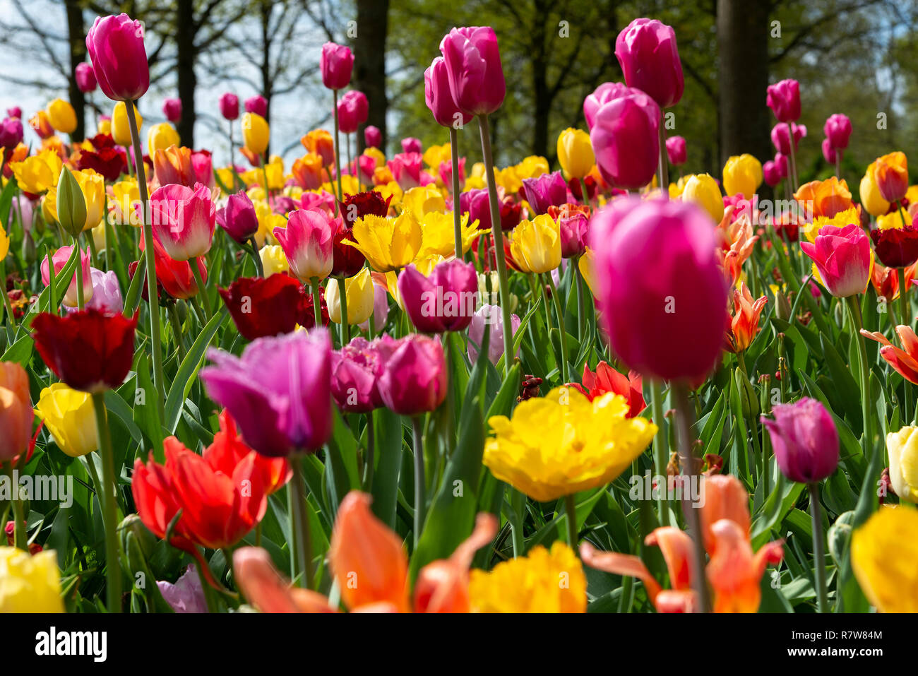 Anzeige der Tulpen auf der weltweit größten Lampe blühender Garten im Keukenhof Gärten im April 2018, Lisse, Niederlande, Die Niederlande Stockfoto