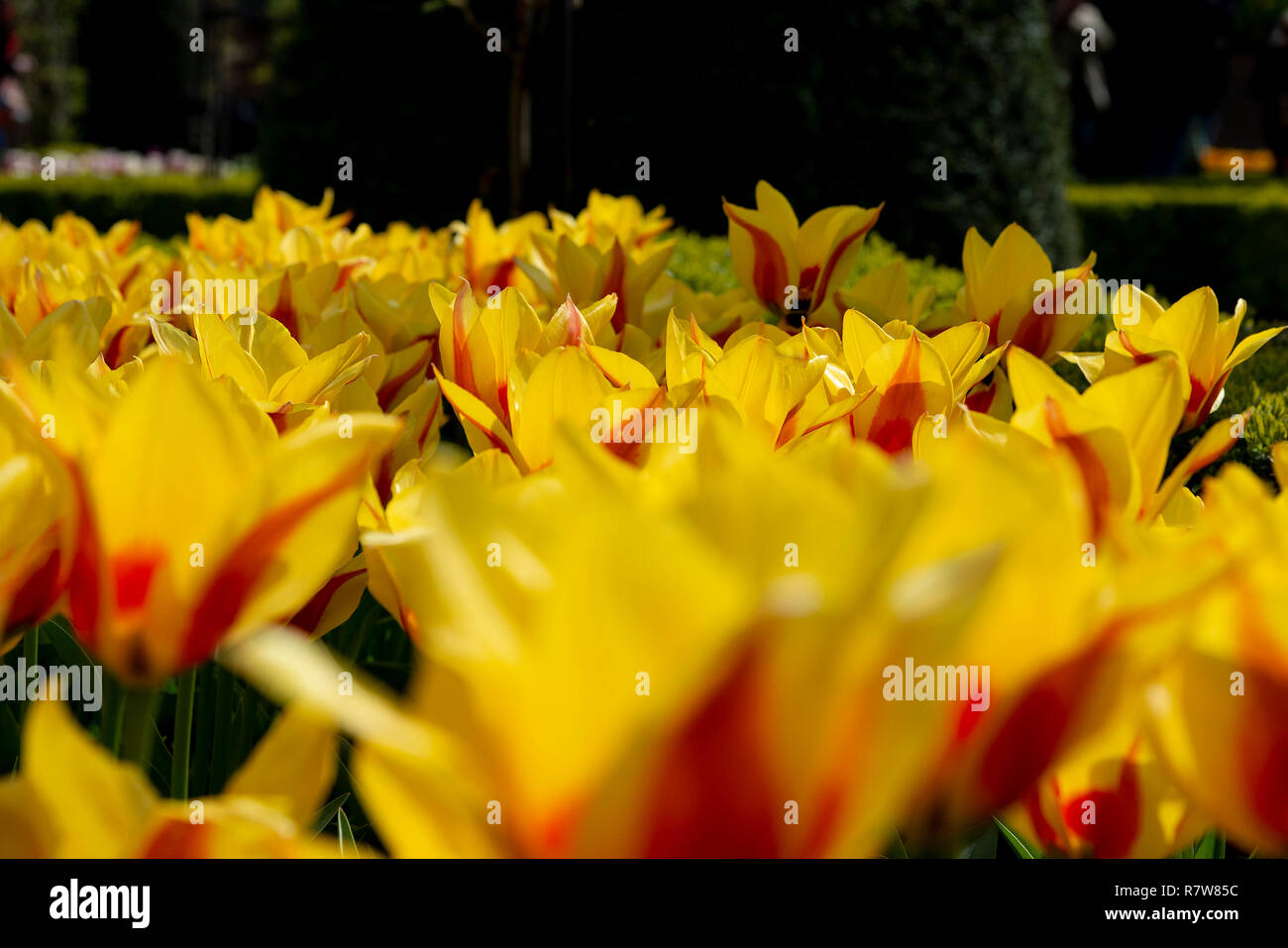 Close up Tulipa Kaufmanniana, mit bunten Base (sehr frühe Blüte) auf der ganzen Welt berühmten Keukenhof 2018, Lisse, Niederlande, Die Niederlande Stockfoto