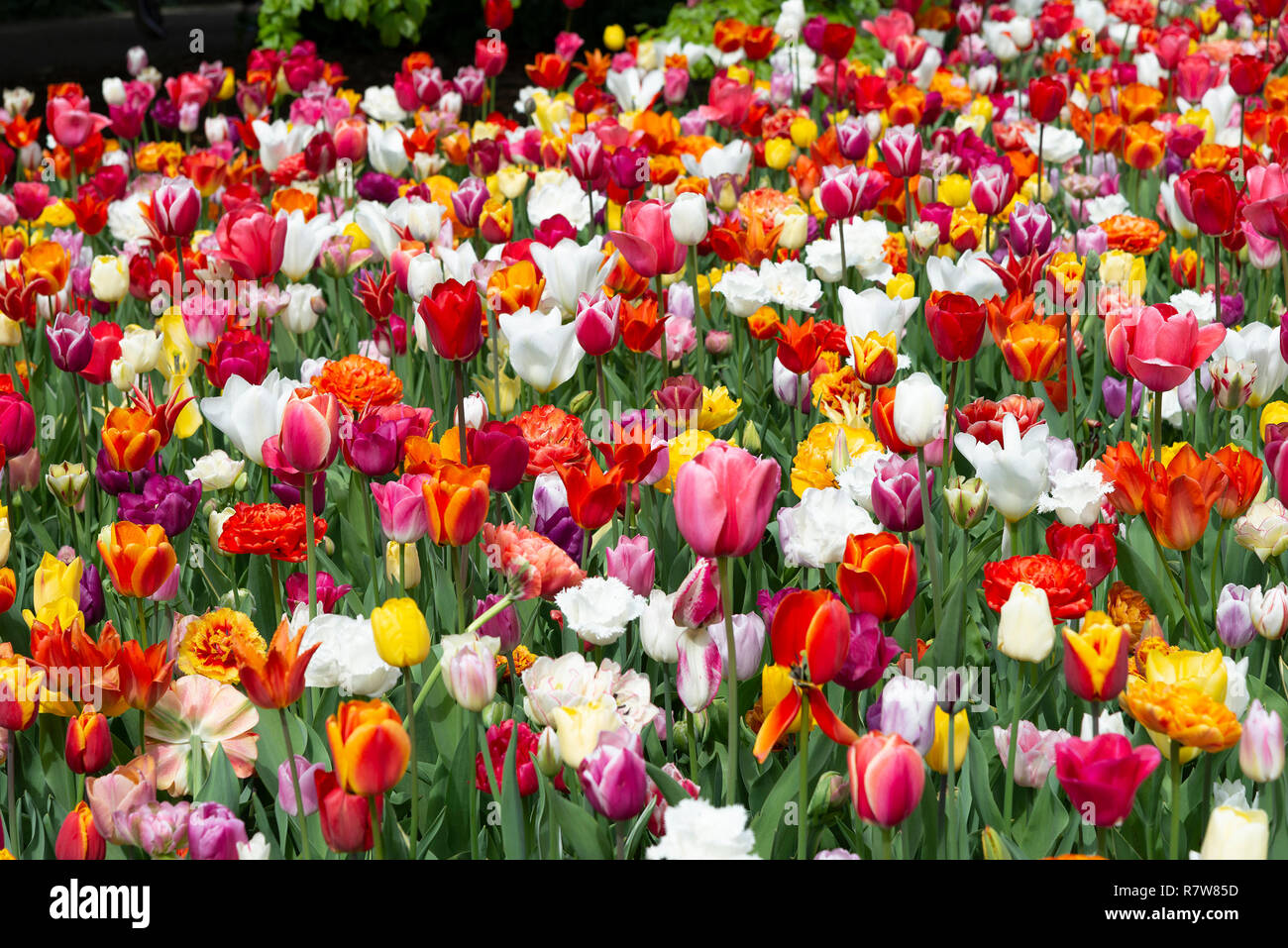 Anzeige der Tulpen auf der weltweit größten Lampe blühender Garten im Keukenhof Gärten im April 2018, Lisse, Niederlande, Die Niederlande Stockfoto