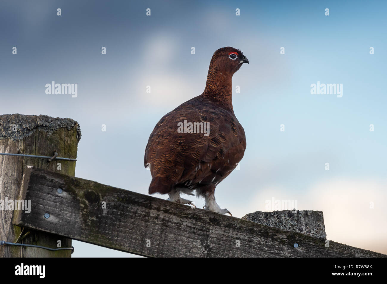 Moorschneehuhn, Lagopus lagopus, saß auf einem Holzzaun. North Yorkshire, UK. Stockfoto