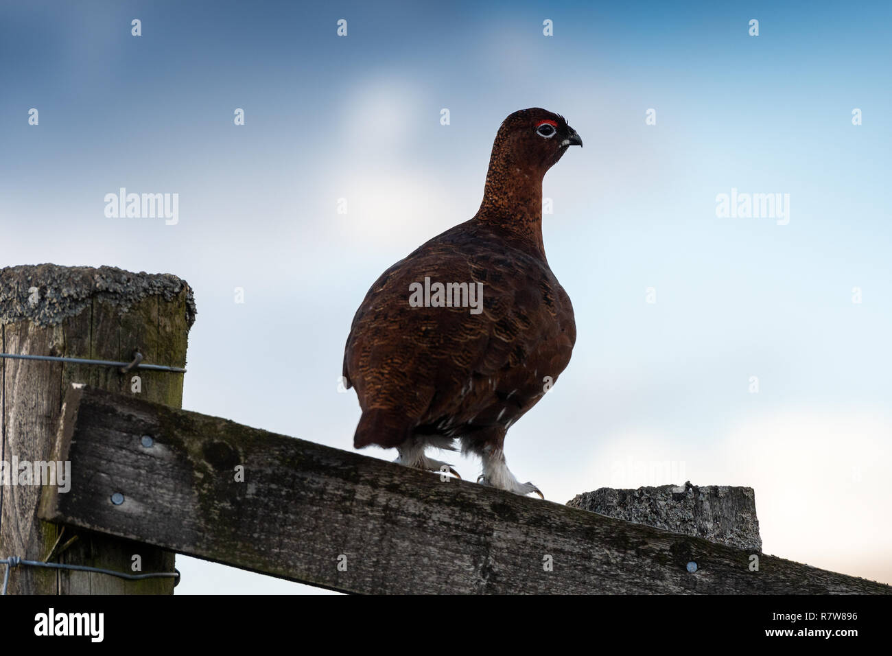 Moorschneehuhn, Lagopus lagopus, saß auf einem Holzzaun. North Yorkshire, UK. Stockfoto