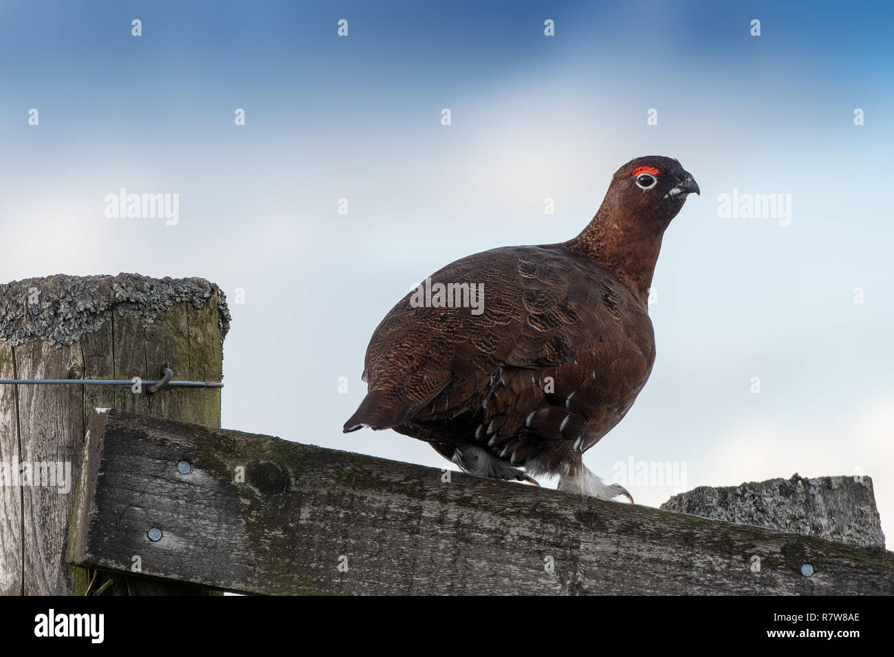 Moorschneehuhn, Lagopus lagopus, saß auf einem Holzzaun. North Yorkshire, UK. Stockfoto