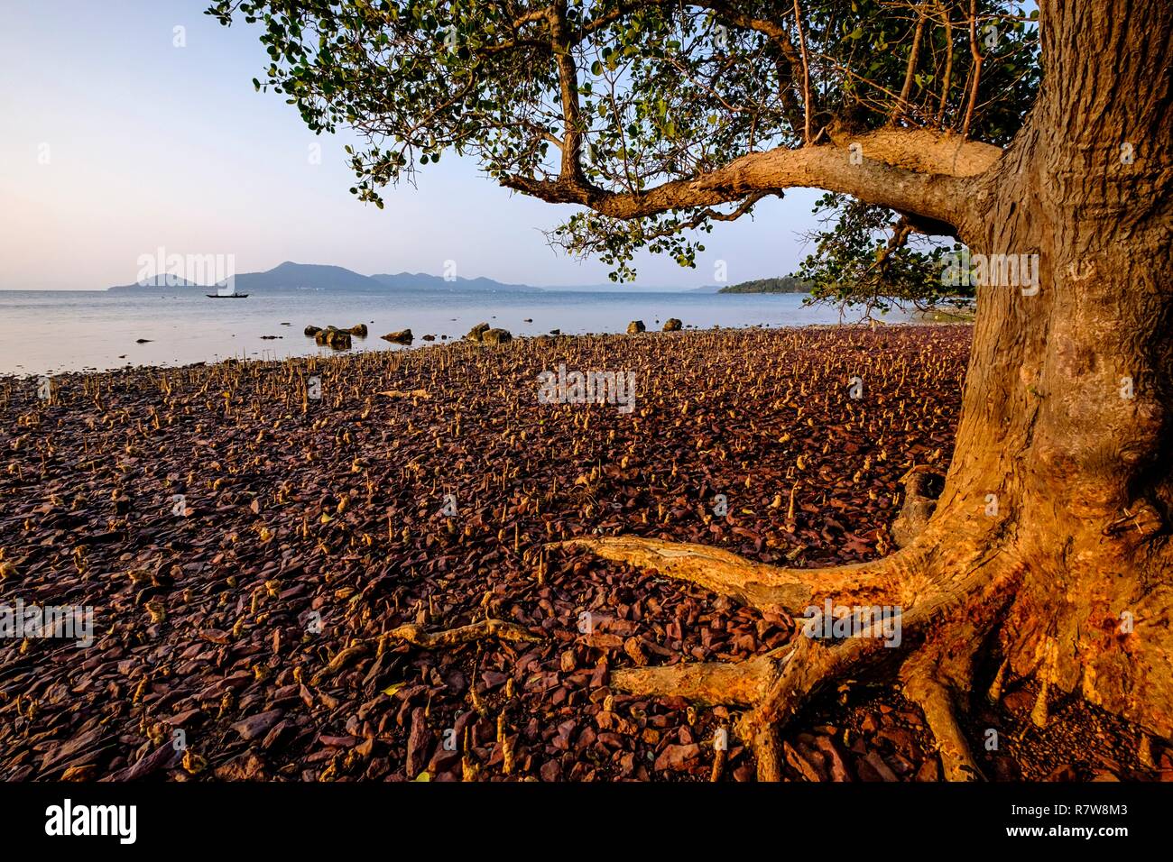 Kambodscha, Kep Provinz, Kep, Rabbit Island oder Koh Tonsay, Mangrove Stockfoto