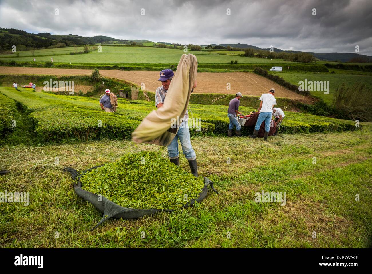 Portugal, Azoren, Sao Miguel Island, Gorreana, Gorreana Tee Plantage, einem der letzten Kaffee züchter in Europa, der Arbeitnehmer Ernte Kaffee Stockfoto