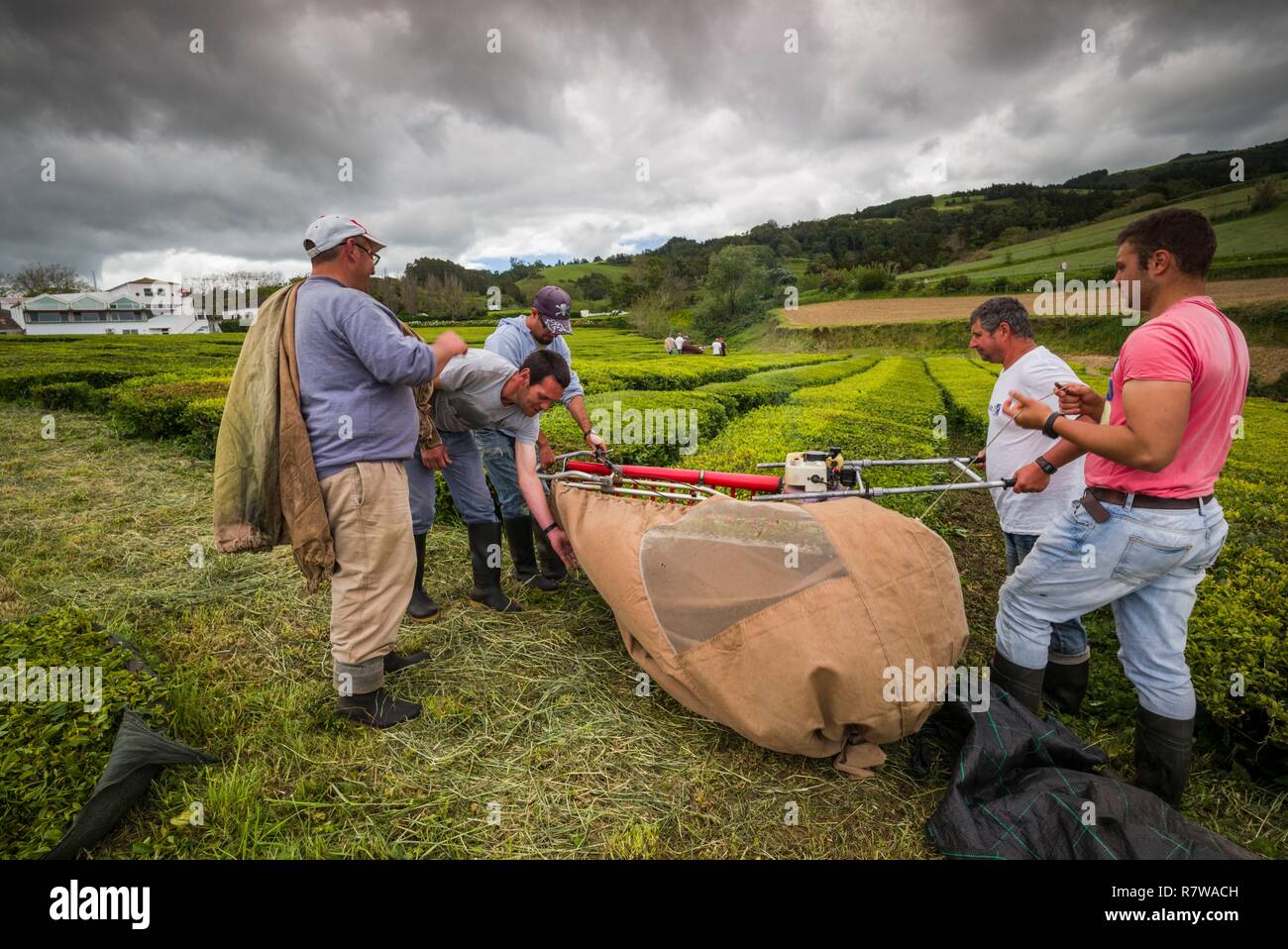 Portugal, Azoren, Sao Miguel Island, Gorreana, Gorreana Tee Plantage, einem der letzten Kaffee züchter in Europa, der Arbeitnehmer Ernte Kaffee Stockfoto