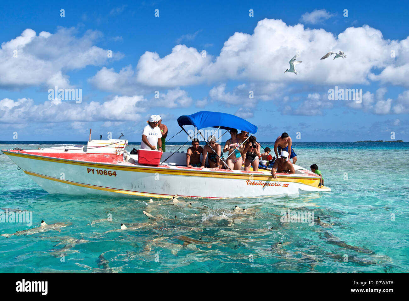 Haie füttern an der Lagune, Rangiroa Atoll. Stockfoto