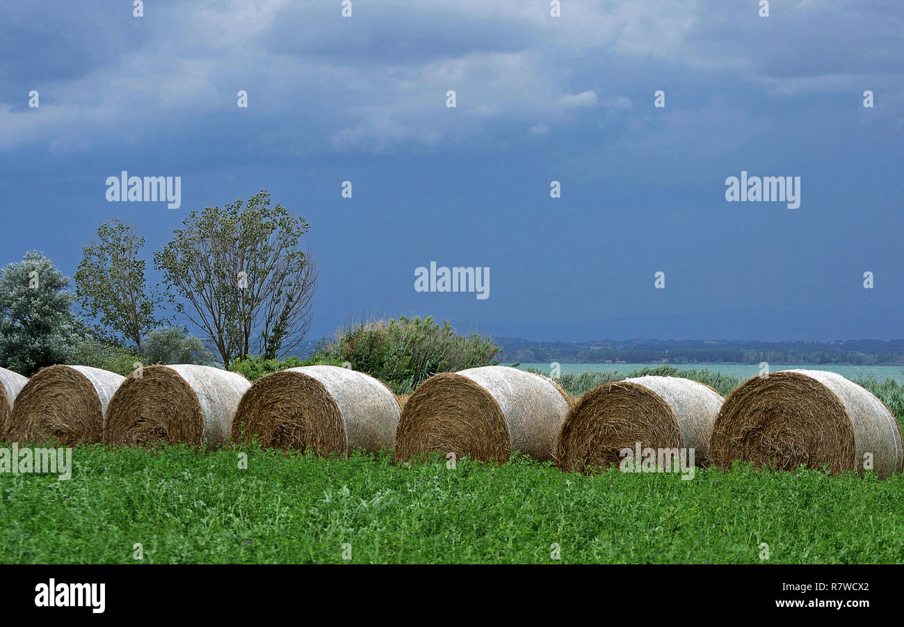 Heu Rollen in einem grünen Feld in der Nähe von See Trasimeno, Italien, in einem bewölkten Tag Stockfoto