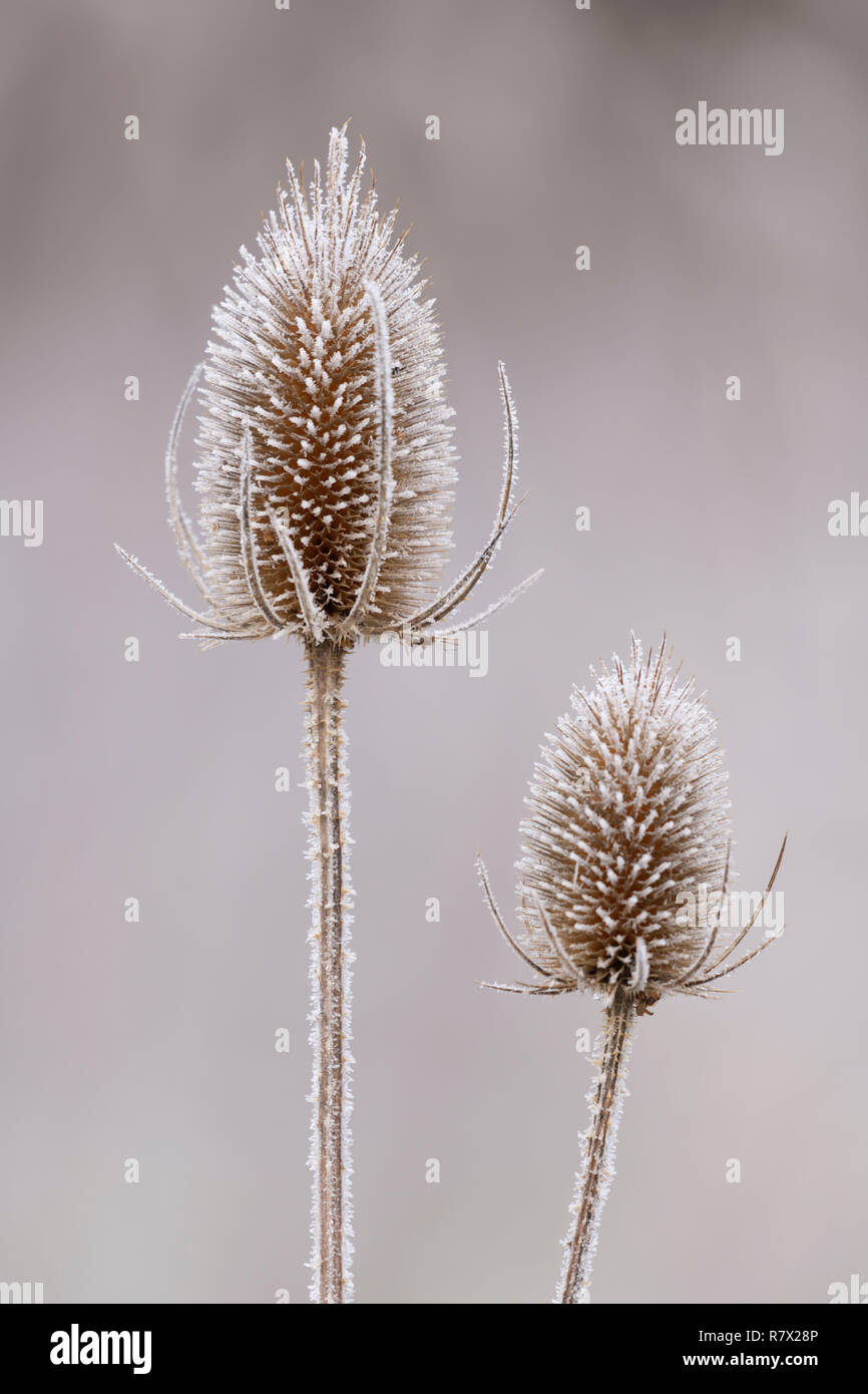 Getrocknete Seedheads Wilde Karde (Dipsacus fullonum) sind in Frost an einem Wintermorgen am Muir von Dinnet im Cairngorms Nationalpark bedeckt. Stockfoto