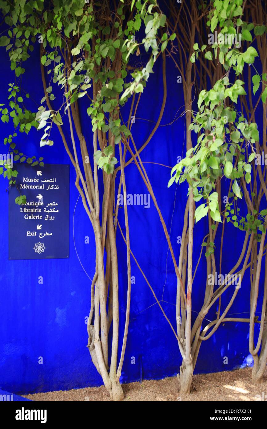 Marokko, Marrakesch Safi Marrakesch, der Majorell Garten ist ein botanischer Garten touristische inspirierten islamischen Garten und ein Museum der Kultur der Berber. Es trägt den Namen des Stifters, der französische Maler Jacques Majorelle (1886-1962), der es im Jahre 1931 erstellt. Fondation Pierre Berge, Yves Saint Laurent Stockfoto