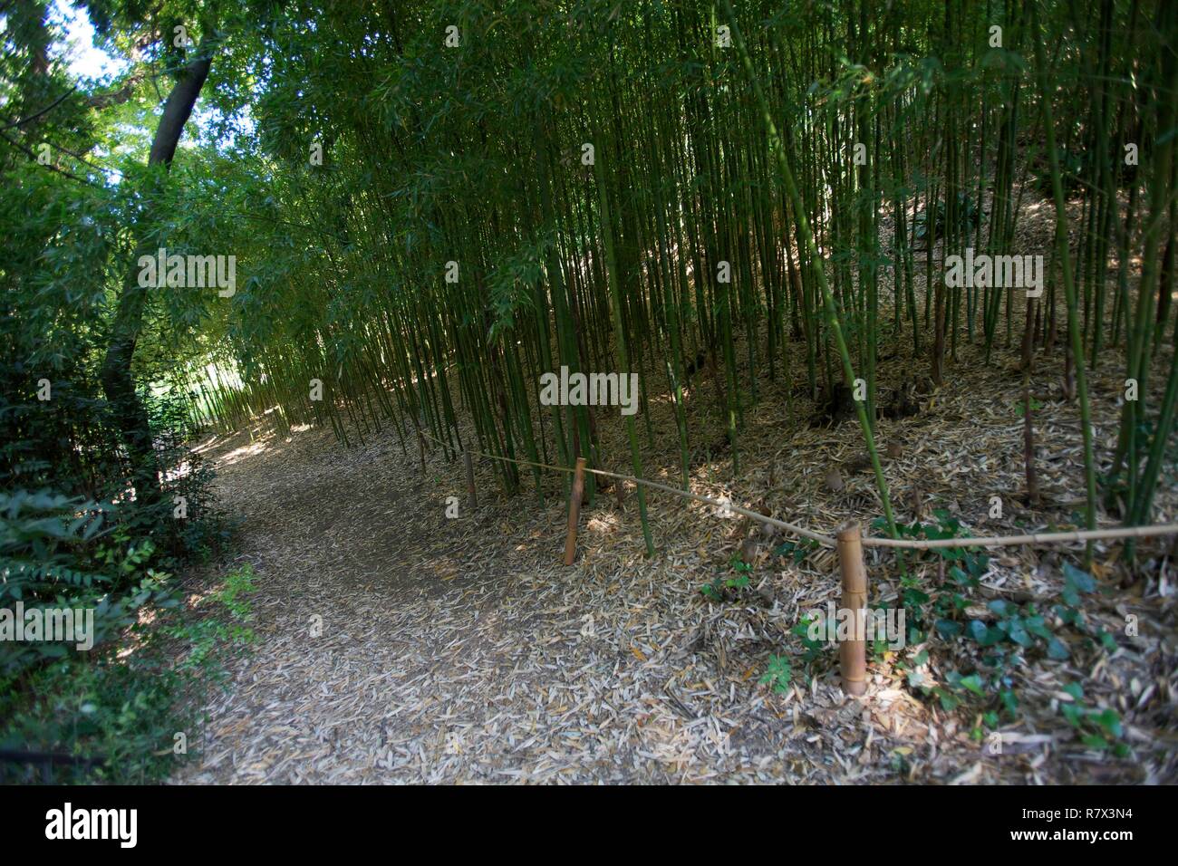 Frankreich, Var, Rayol Canadel Sur Mer, Domäne von Rayol, Garten mit Essenzen aus allen Bereichen der mediterranen Welt Ökosystem, asiatischen Garten Stockfoto