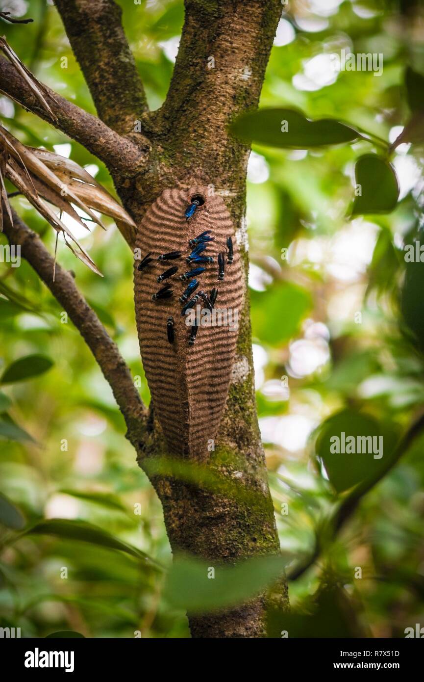 Frankreich, Kourou, Französisch-Guayana, im Raumfahrtzentrum Guayana (CSG), Nest von Tatoo - Wespen, ruhigen Insekten mit schmerzhaften Stich, in einem der geschützten Wäldern innerhalb der Einhausung der im Raumfahrtzentrum Guayana entfernt Stockfoto