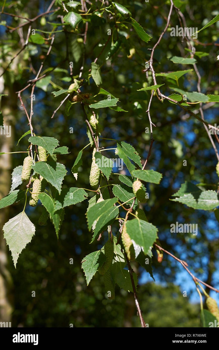 Betula pendula Zweig mit blütenstand Stockfoto