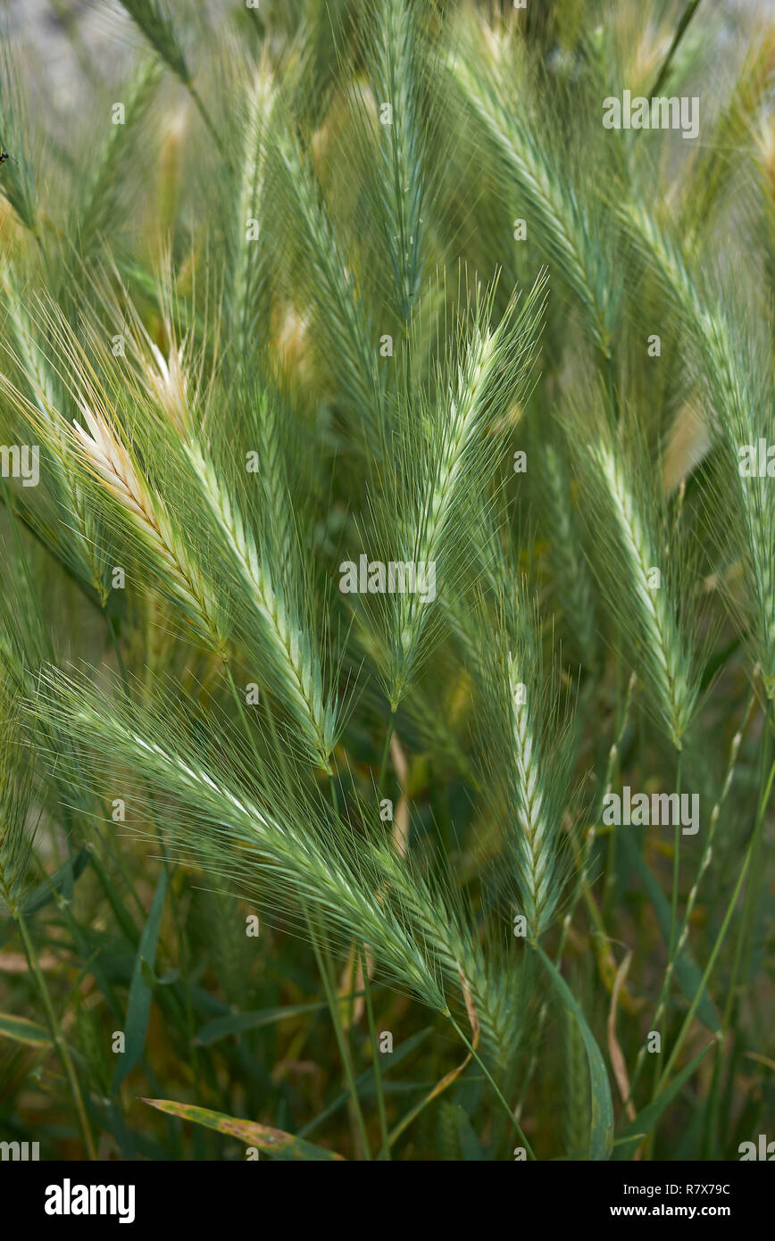 Hordeum murinum Spikes Stockfoto
