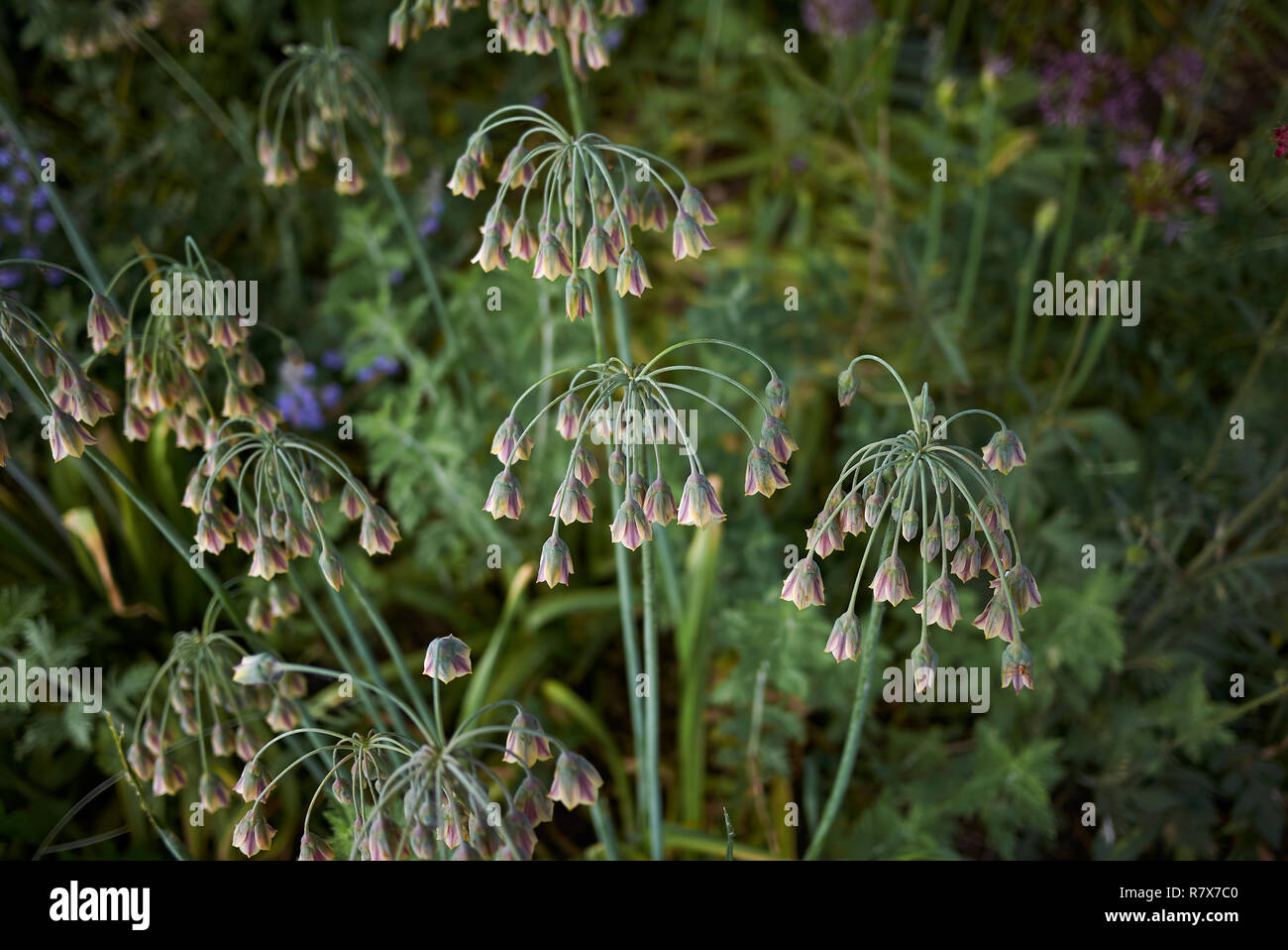 Allium siculum in voller Blüte Stockfoto