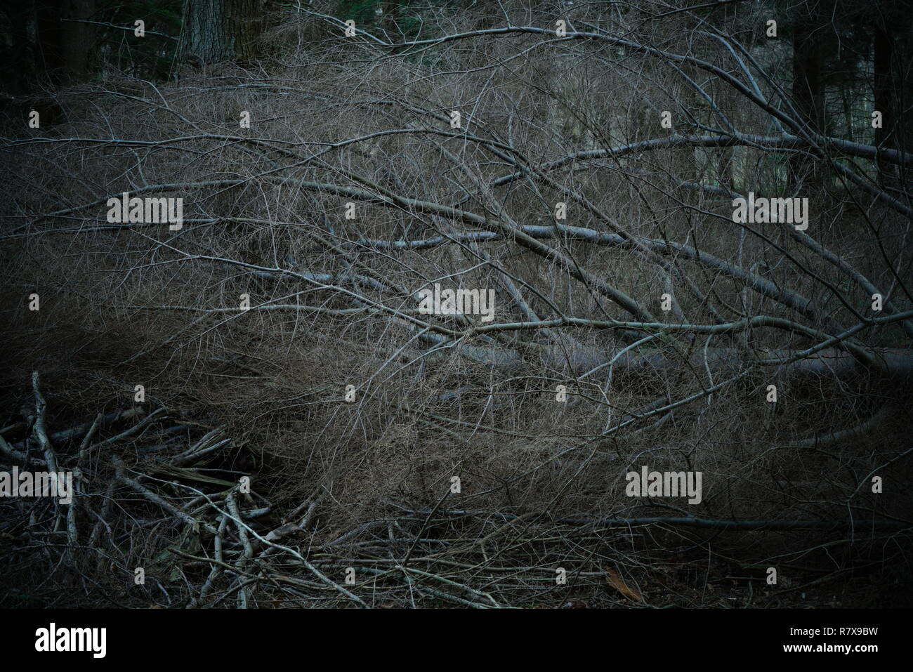 Ein gefallener Hemlock Baum in einer Plantage Stockfoto