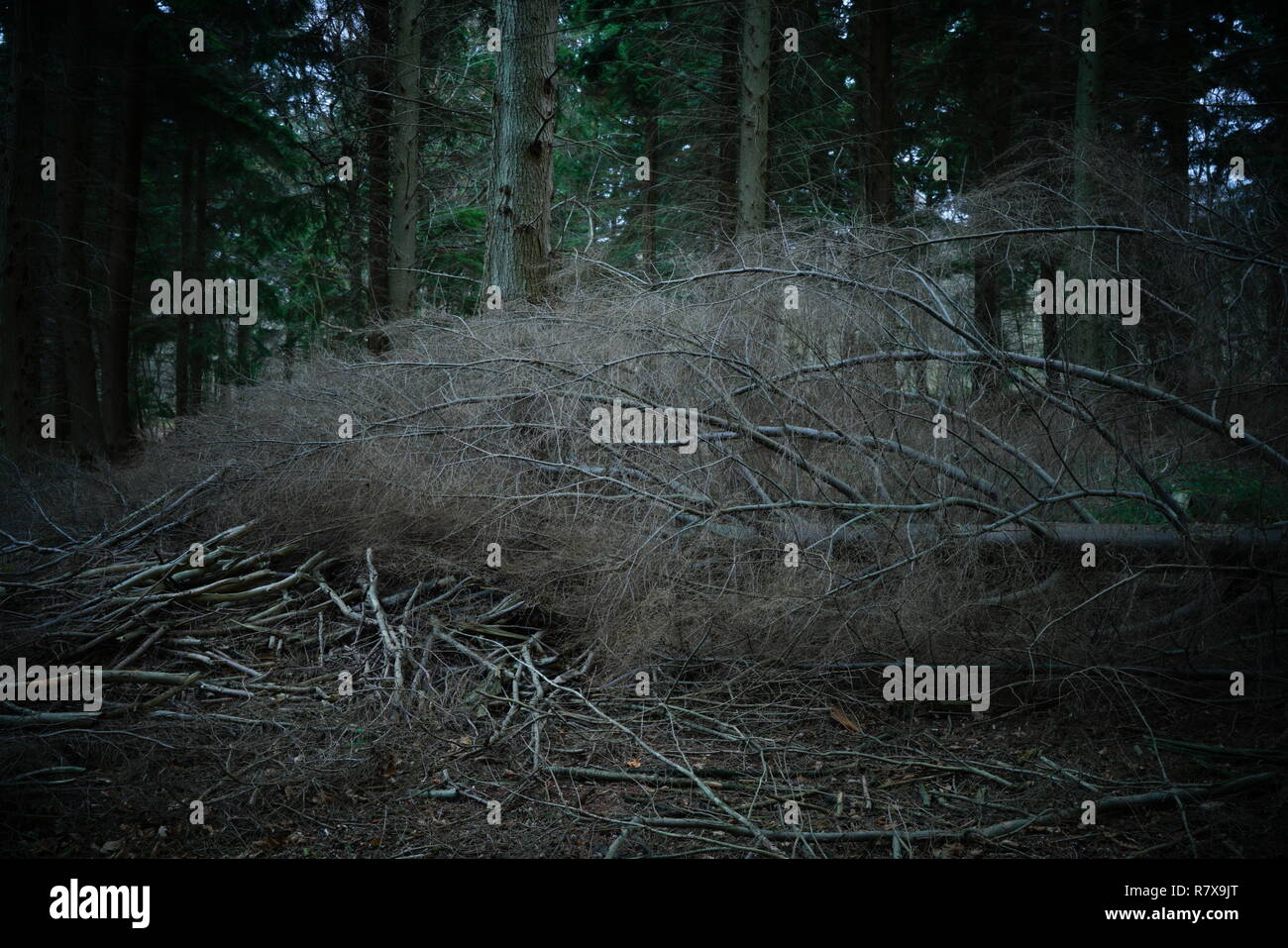 Ein gefallener Hemlock Baum in einer Plantage Stockfoto