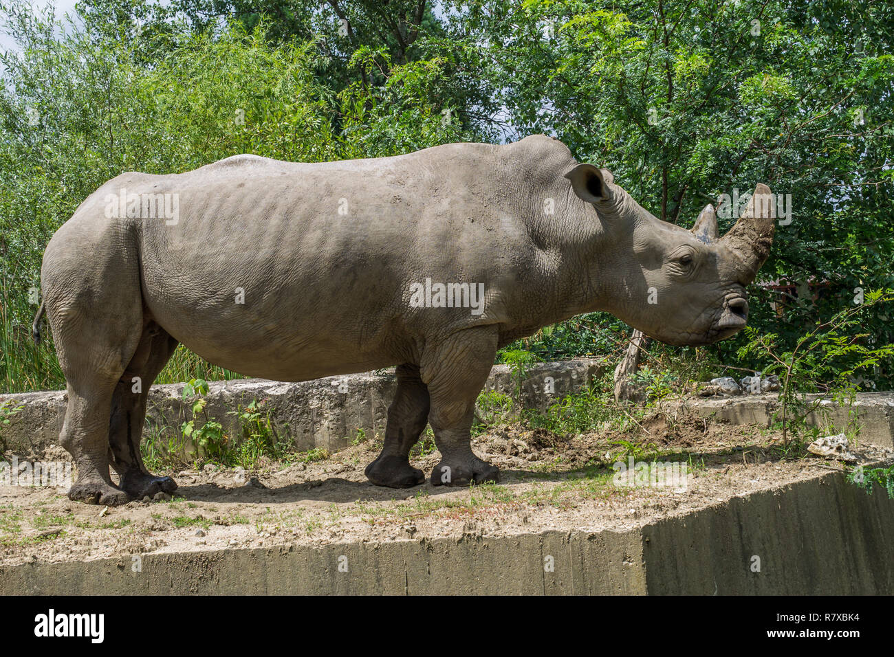 Weißes Nashorn Stockfoto