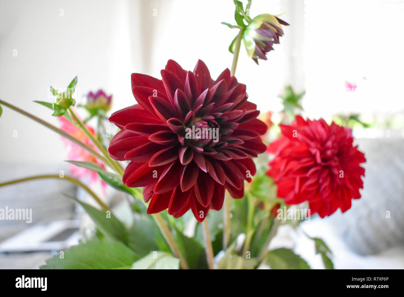 Dahlien Blumenstrauß Stockfoto