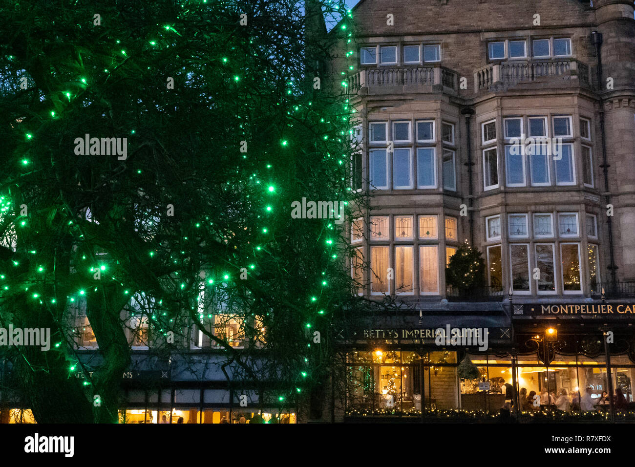 Grüne Lichter hängen an einem Baum mit Betty's Tea Rooms im Hintergrund, Harrogate, North Yorkshire, England, Großbritannien. Stockfoto