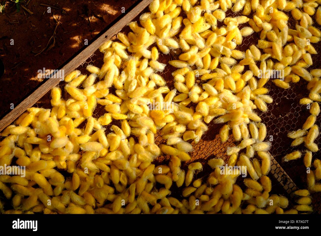 Kambodscha, Kompong Thom, Handwerk, Silk Farm, Kokons Stockfoto