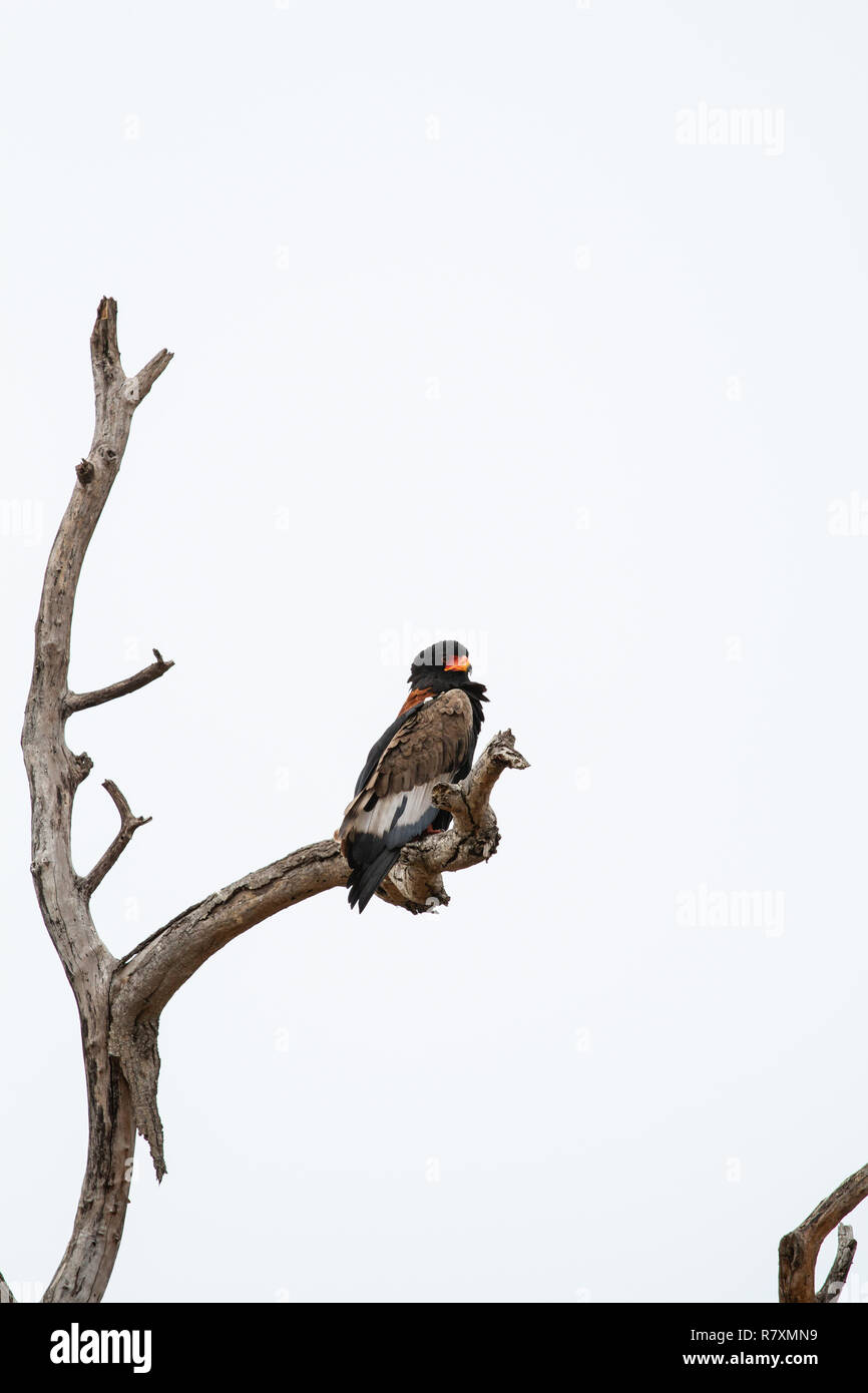 Südafrika Wildlife: sie Eagle (Terathopius ecaudatus) in einem Baum gehockt Stockfoto