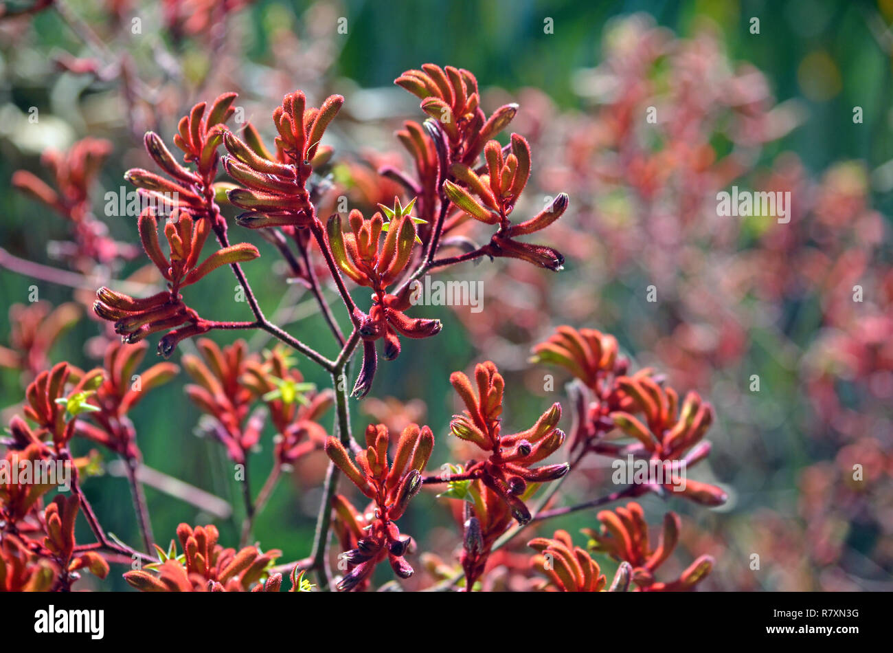 Western Australian native Red Kangaroo Paw Pflanzen, Anigozanthos, der Familie der Haemodoraceae (bloodwort Familie) Stockfoto