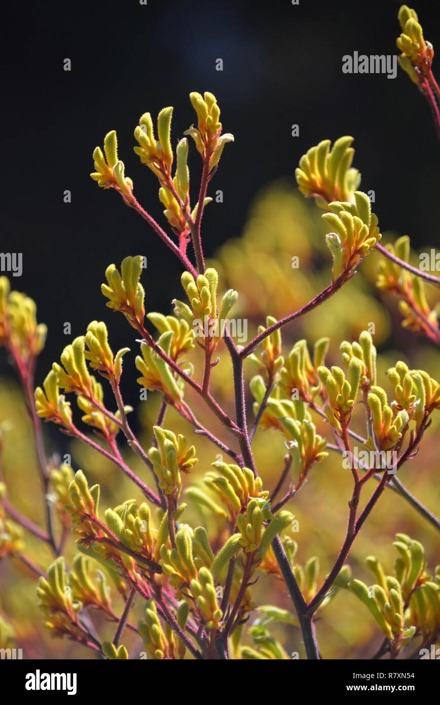 Western Australian native Yellow Kangaroo Paw Pflanzen, Anigozanthos, der Familie der Haemodoraceae (bloodwort Familie) Stockfoto