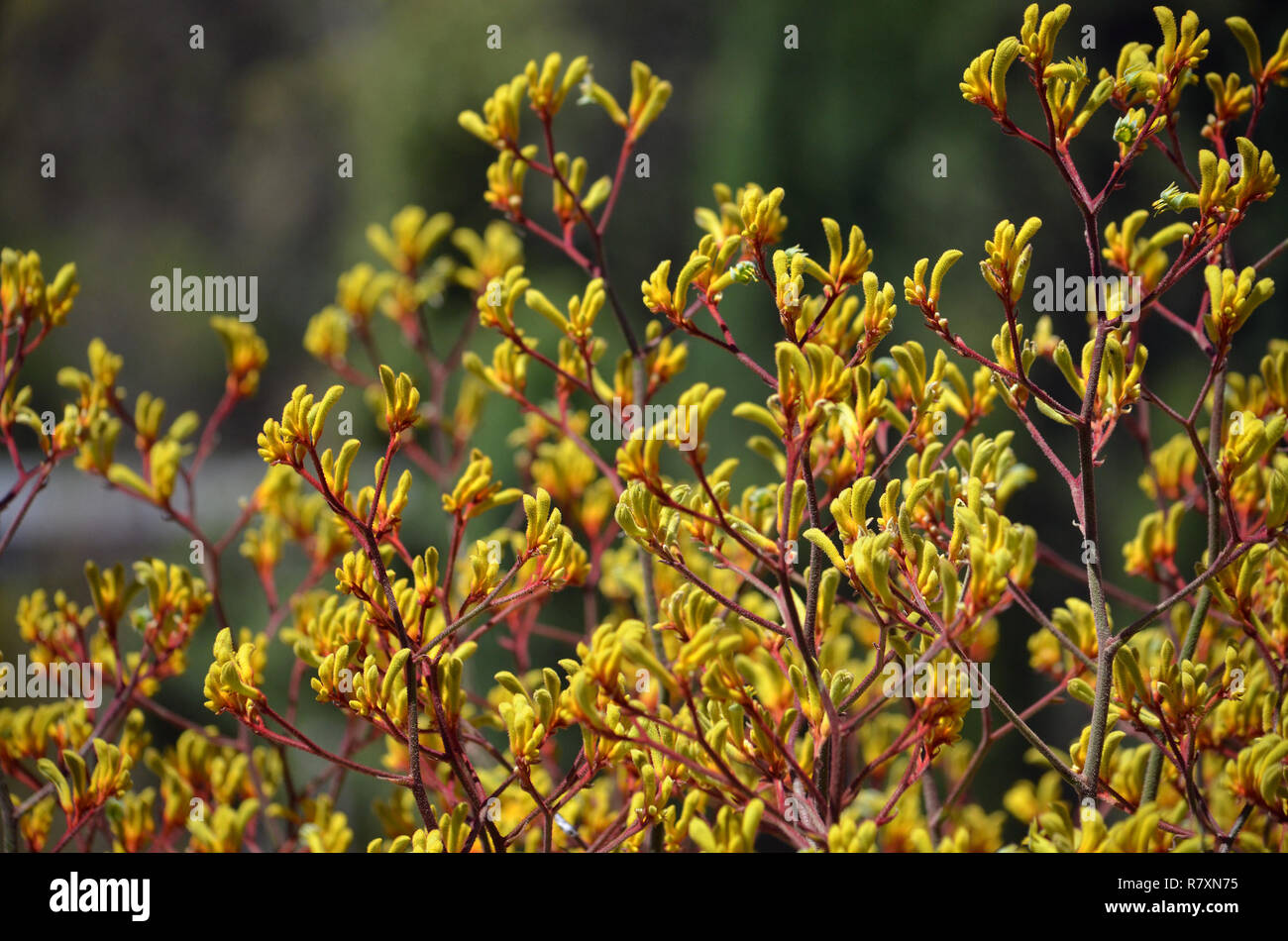 Western Australian native Yellow Kangaroo Paw Pflanzen, Anigozanthos, der Familie der Haemodoraceae (bloodwort Familie) Stockfoto