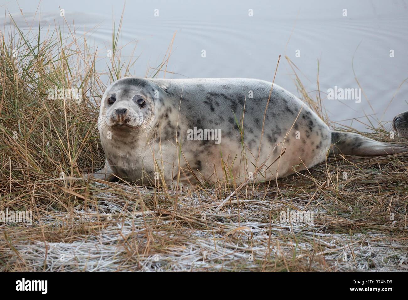 Donna Nook Dichtung finden Lincolnshire 2018 Stockfoto