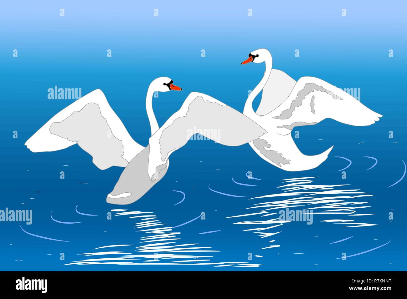 Zwei tanzen stummen Schwäne auf dem Wasser, Vector Illustration Stock Vektor