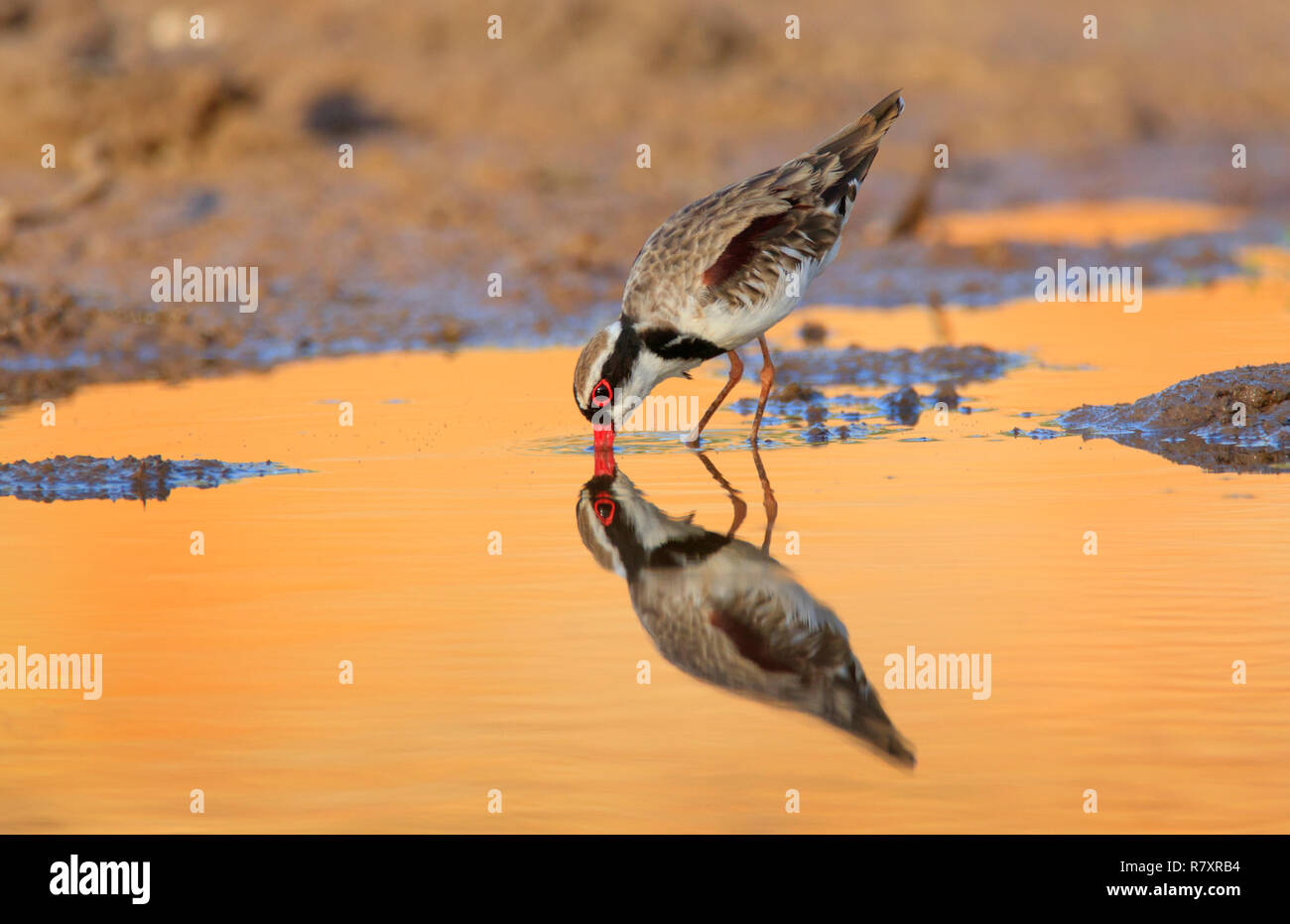 Black-fronted Dotterel - Elseyornis melanops-waten am Rande einer outback Australische wasserloch am frühen Morgen mit Reflexion. Stockfoto