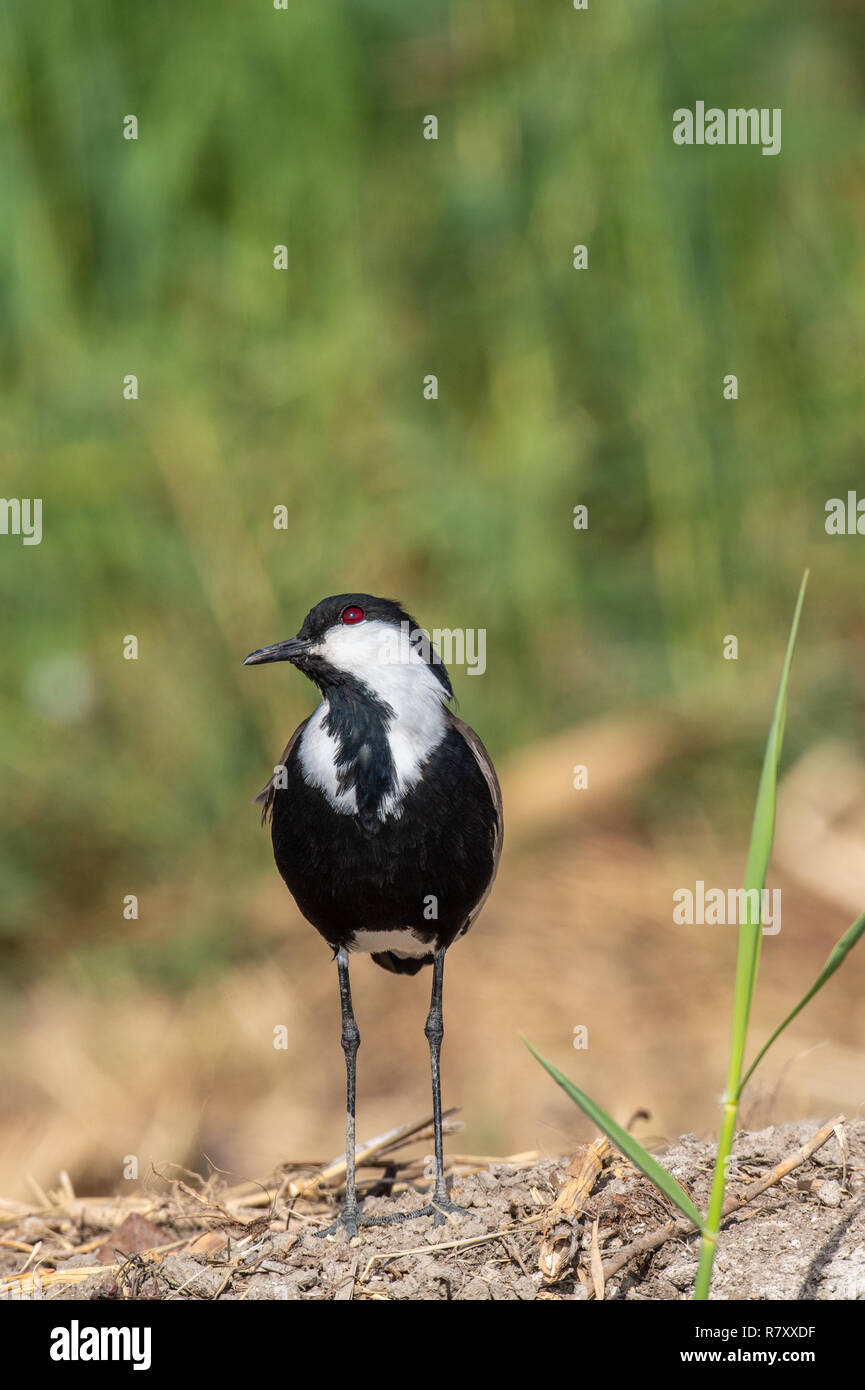 Sporn - winged Kiebitz. Der Sporn - winged Kiebitz oder Sporn - winged plover (Vanellus Spinosus) ist ein KIEBITZ Arten. Stockfoto