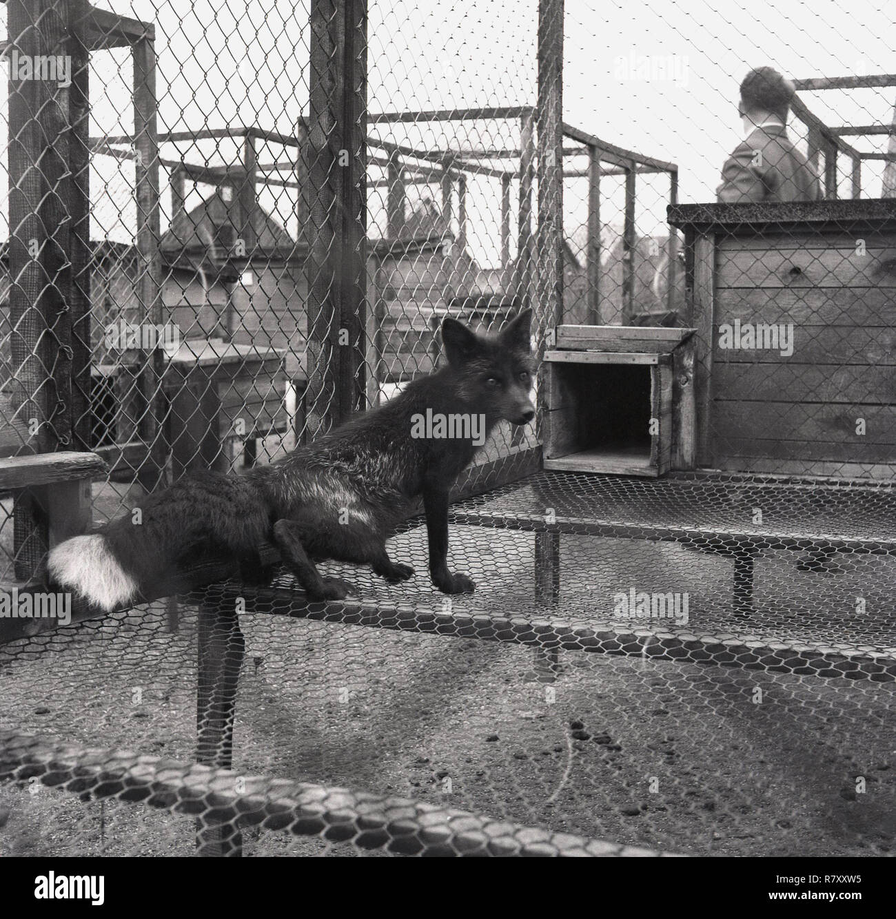 1950 s, historischen, einen Fuchs in einen Stall Stockfoto