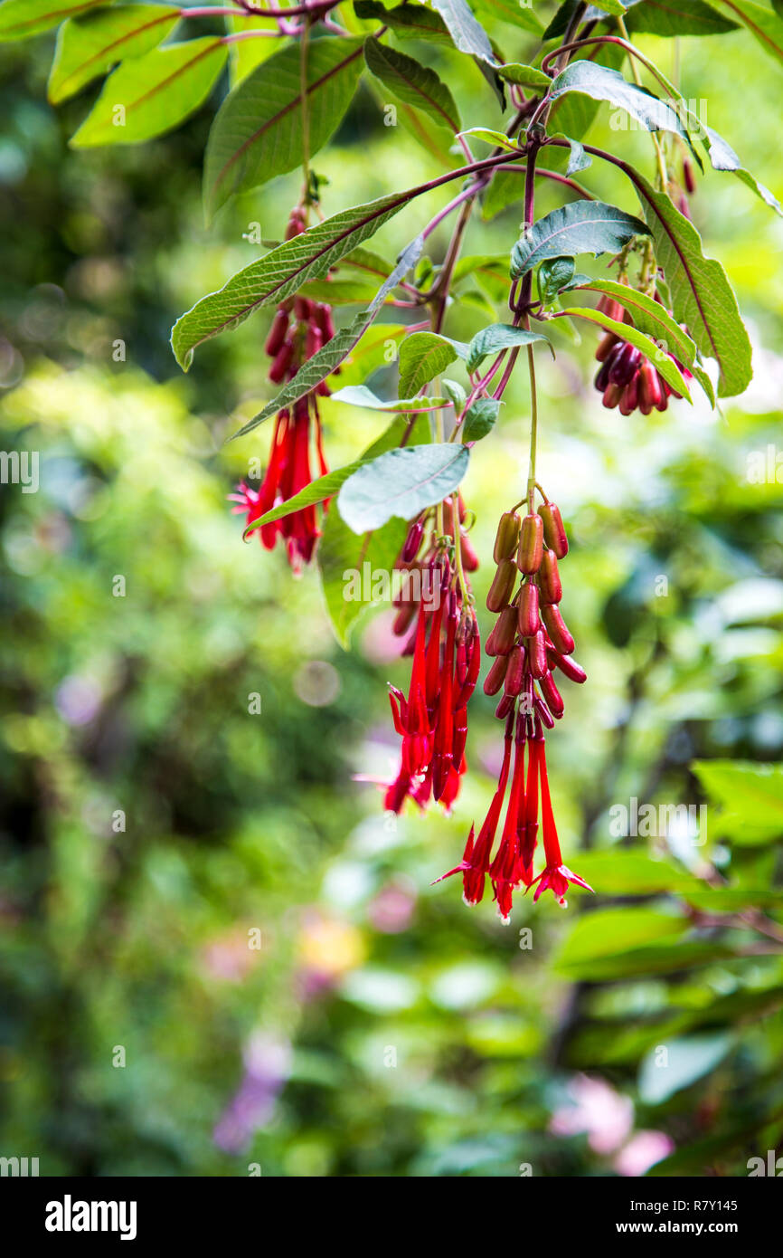 Nahaufnahme der rot-bolivianischen Fuchsia (Fuchsia boliviana) mit Blumen und Früchten in Peru Stockfoto