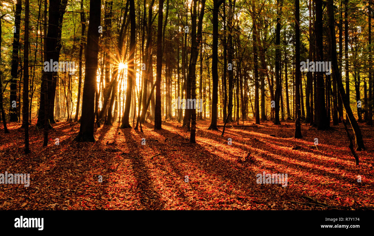 Die Strahlen der Sonne in Deutscher Wald/Sonnenstrahlen in deutschem Wald Stockfoto