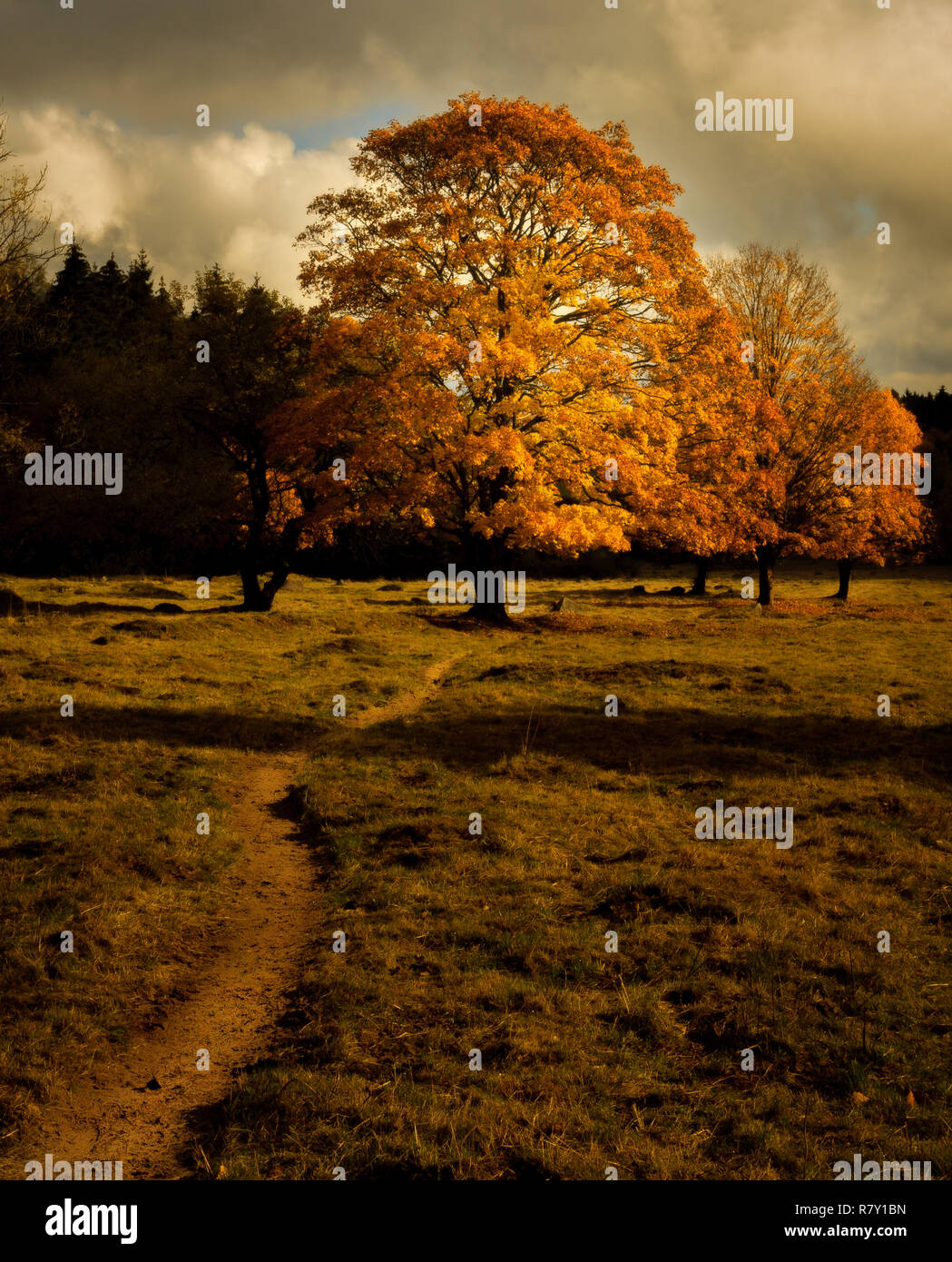 Weg zum bunten Bäume im Herbst/Pfad Richtung herbstlicher Bäume Stockfoto