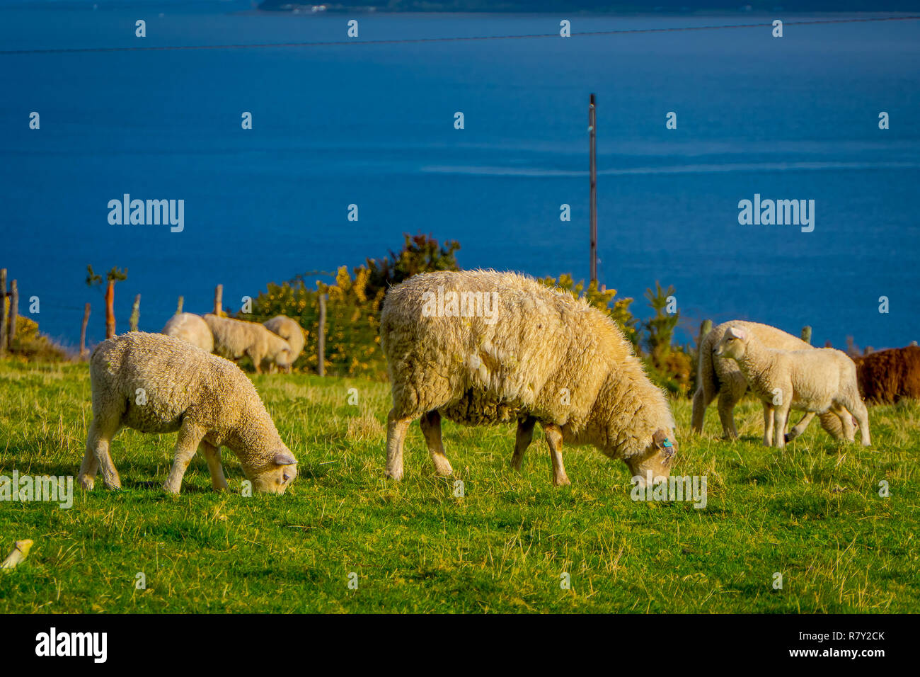 Wunderschöne Schafe essen das Grünland in Chiloe, Chile Stockfoto