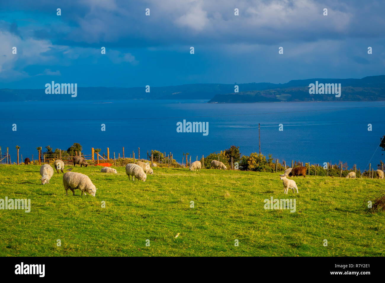 Im Blick auf die vielen Schafe weiden lassen das Land in Chiloe, Chile Stockfoto