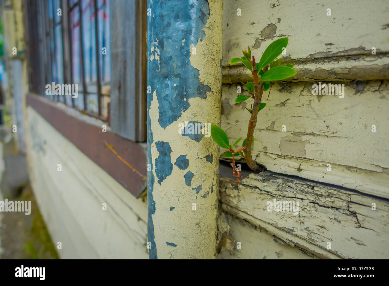 Nahaufnahme der selektiven Fokus der kleinen Pflanze von einer hölzernen Wand Struktur Gebäude in Puerto Varas in Chile wachsen Stockfoto