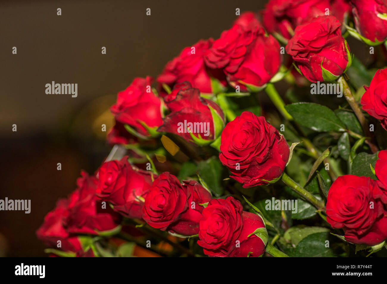In der Nähe von wunderschönen Dutzende von blühende rote Rosen Stockfoto