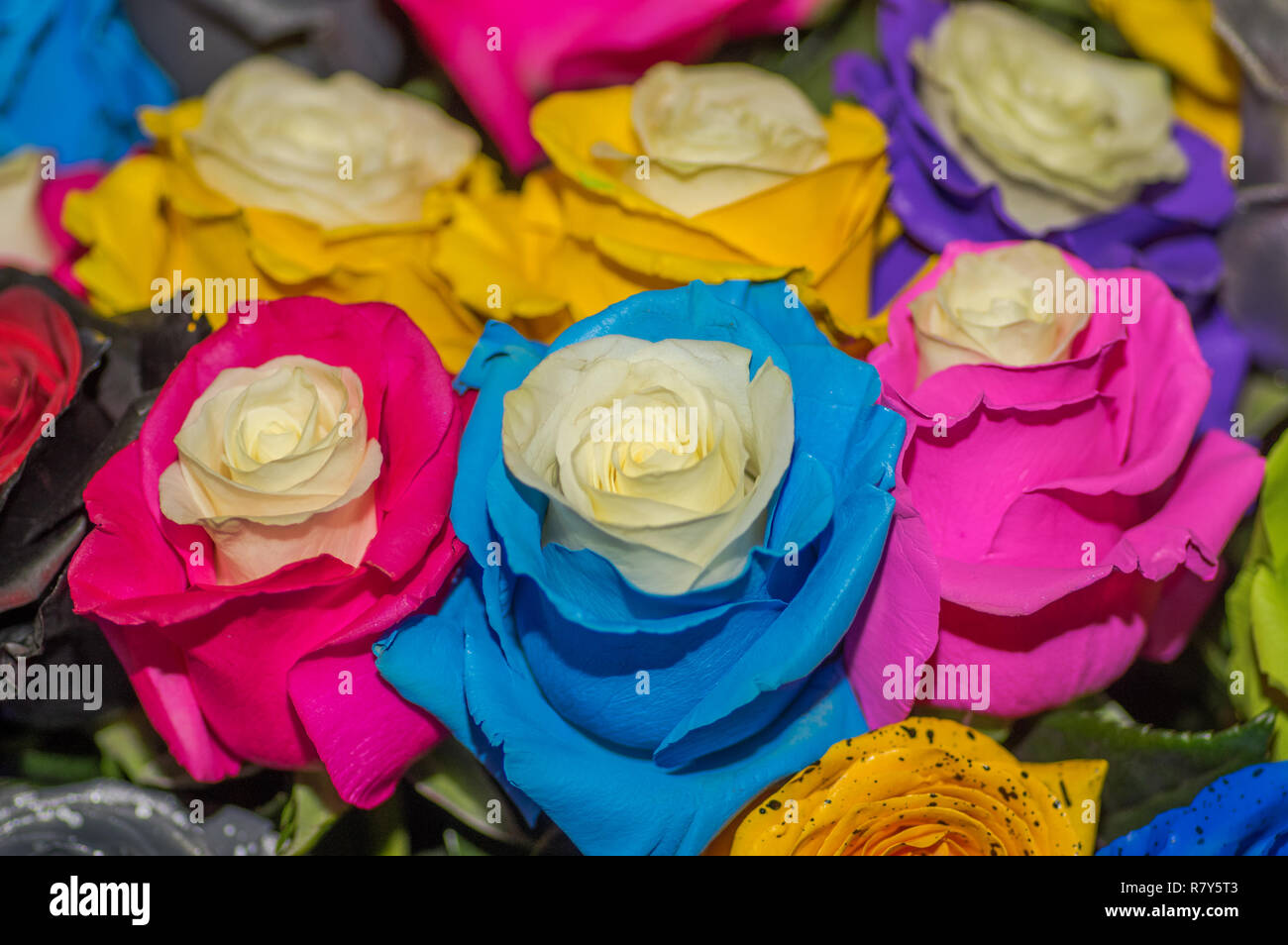 Nahaufnahme der selektiven Fokus der schönen und bunten unterschiedliche Art der Rosen Stockfoto