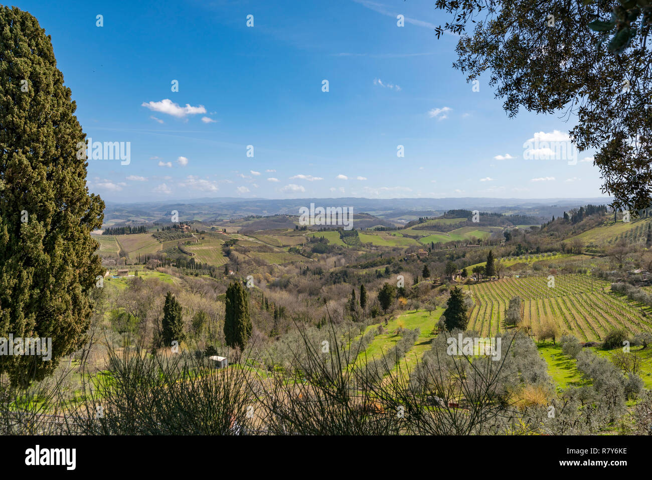 Horizontale Ansicht des Weinbaus auf dem Land in der Toskana, Italien. Stockfoto