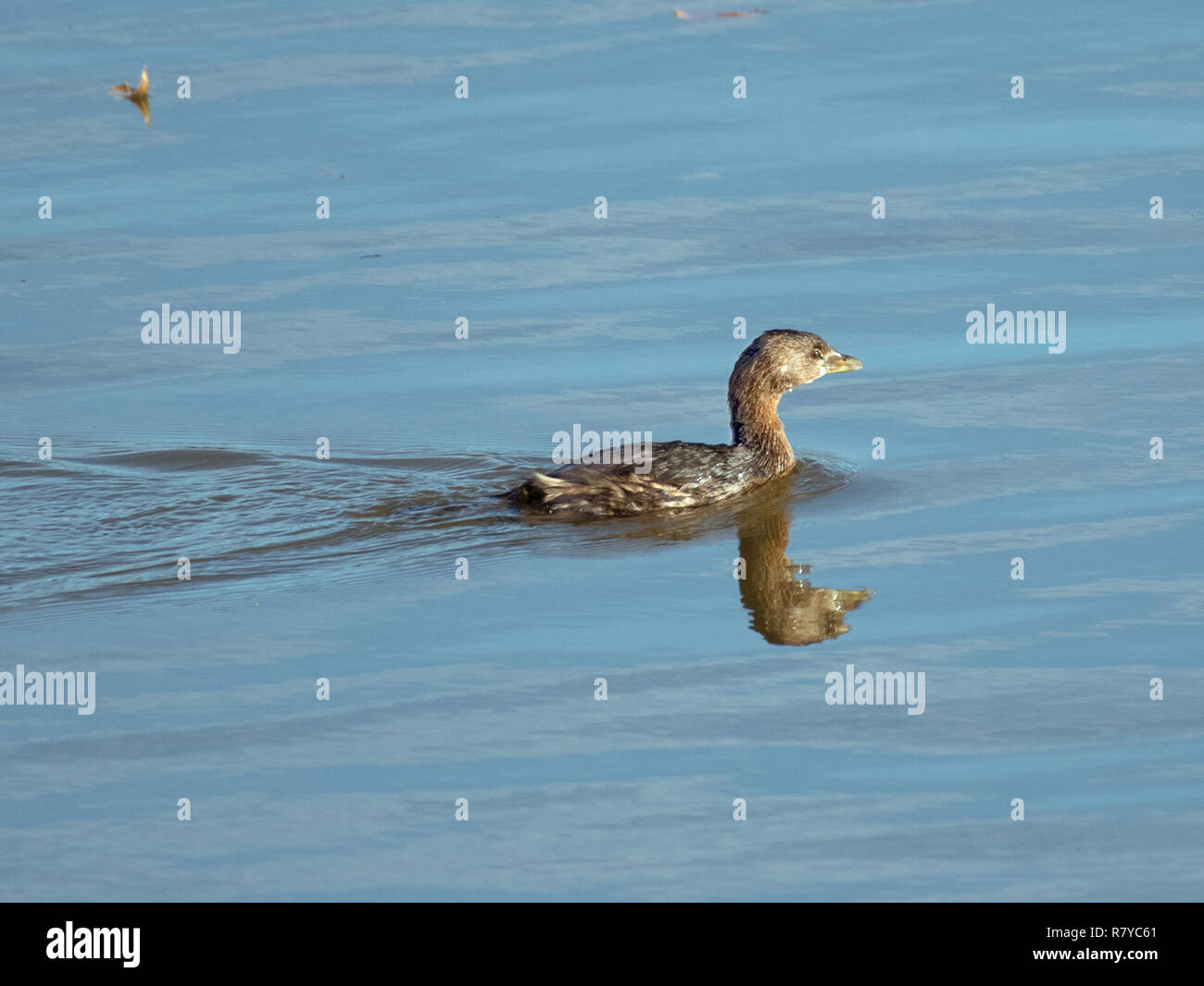 A Pied-billed greeb, Podilymbus podiceps, schwimmt auf See Caroline, in der Red River National Wildlife Refuge, im Nordwesten von Louisiana. Stockfoto