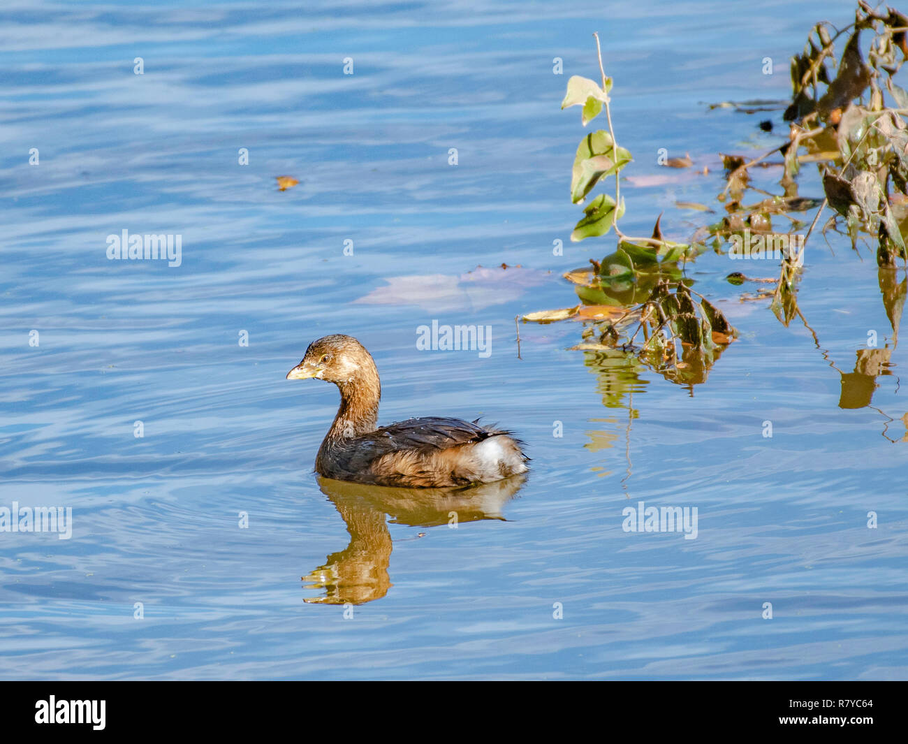 A Pied-billed greeb, Podilymbus podiceps, schwimmt auf See Caroline, in der Red River National Wildlife Refuge, im Nordwesten von Louisiana. Stockfoto