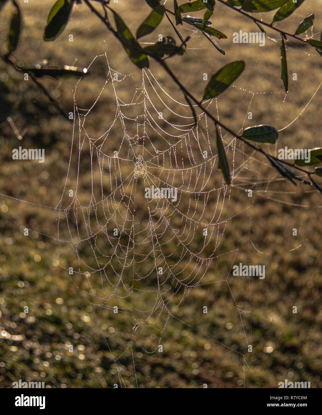 Eine bedewed Spinnennetz ist zurück - von der aufgehenden Sonne auf einen Fall morgen beleuchtet. Stockfoto
