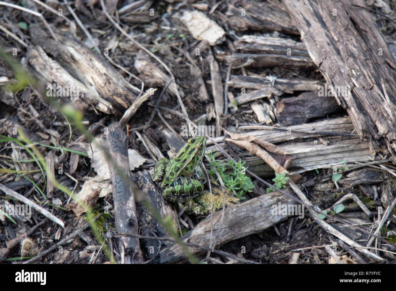 Frosch im Wald Stockfoto