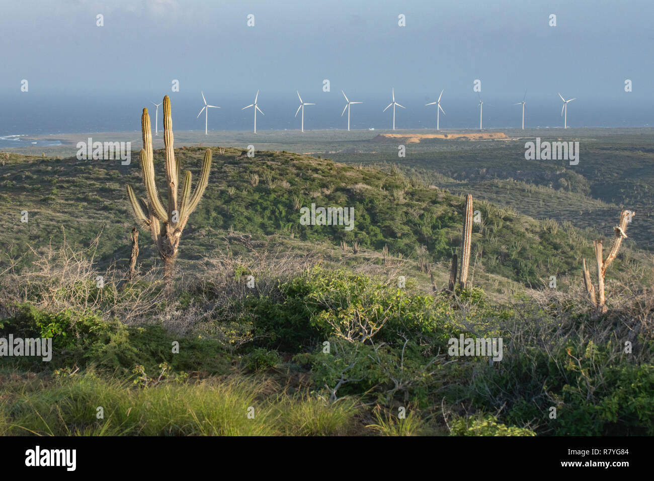 Windmill Farm Aruba im Nationalpark "Arikok" - Nachhaltigkeit Aufwand aus Windkraft - Windkraftanlagen eines Windparks erneuerbare Energien zu erhöhen, Formular Stockfoto